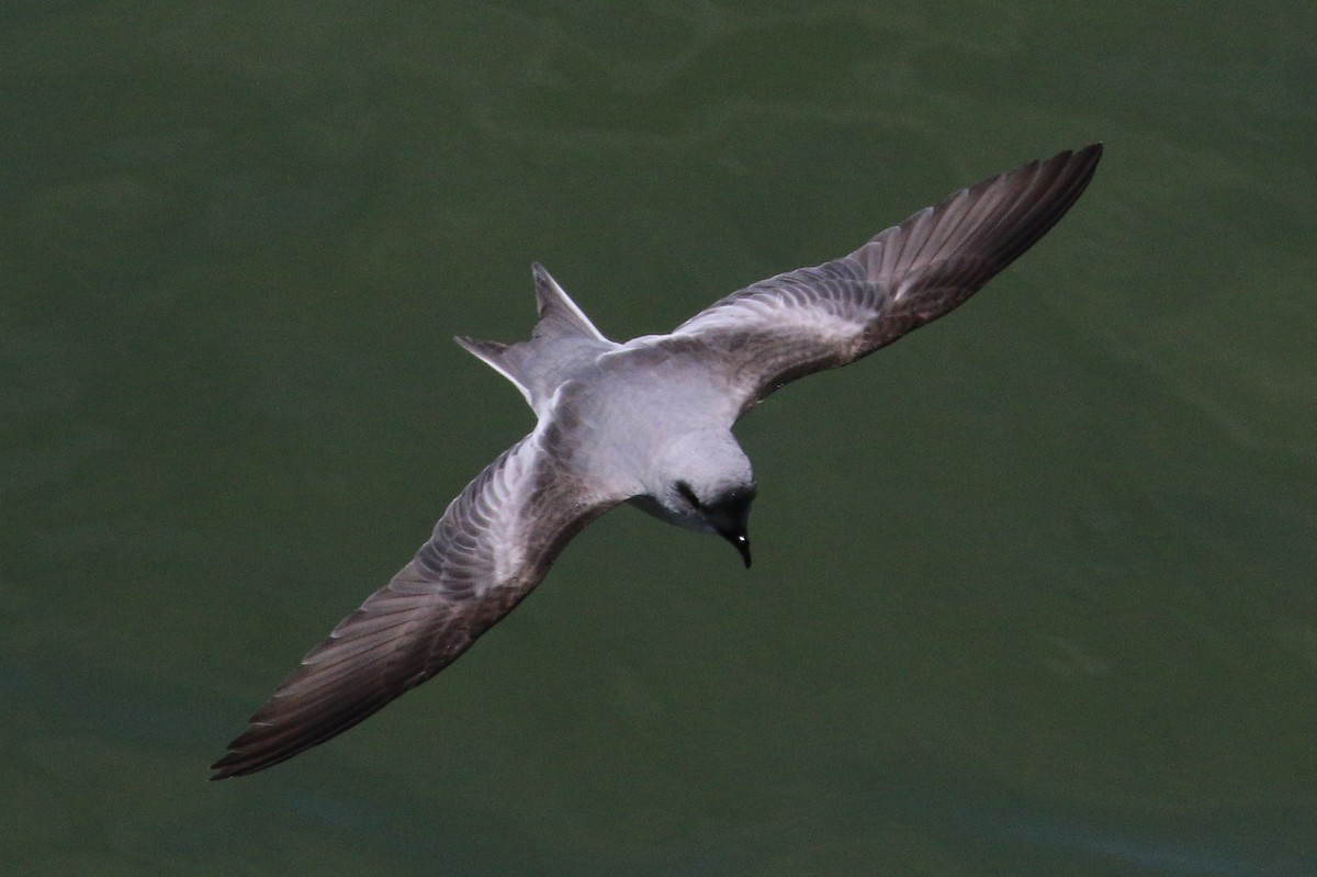 Fork-tailed Storm-Petrel - ML57488711