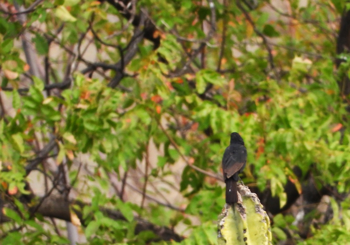 Bolivian Blackbird - ML574892781