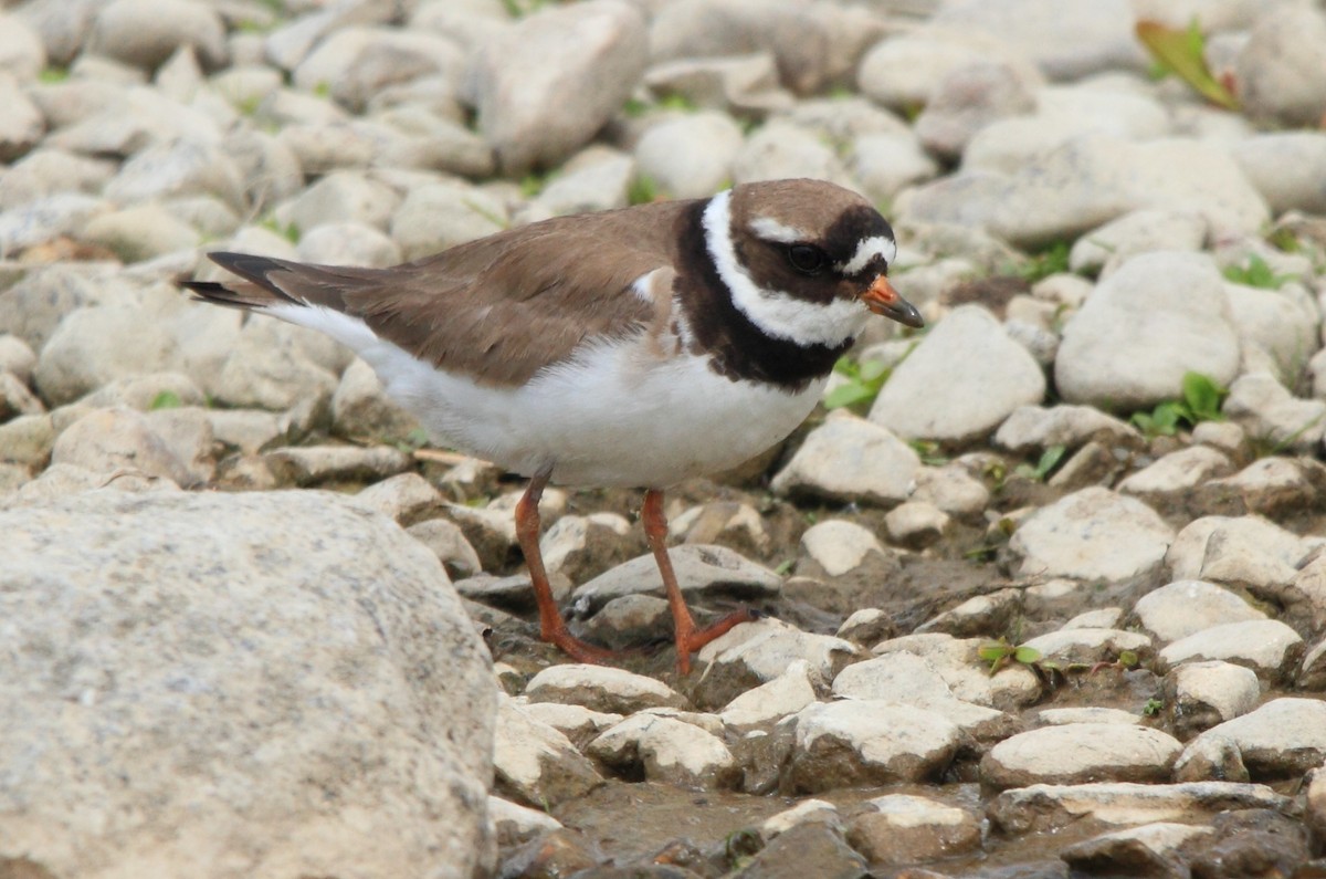 Common Ringed Plover - ML574892811
