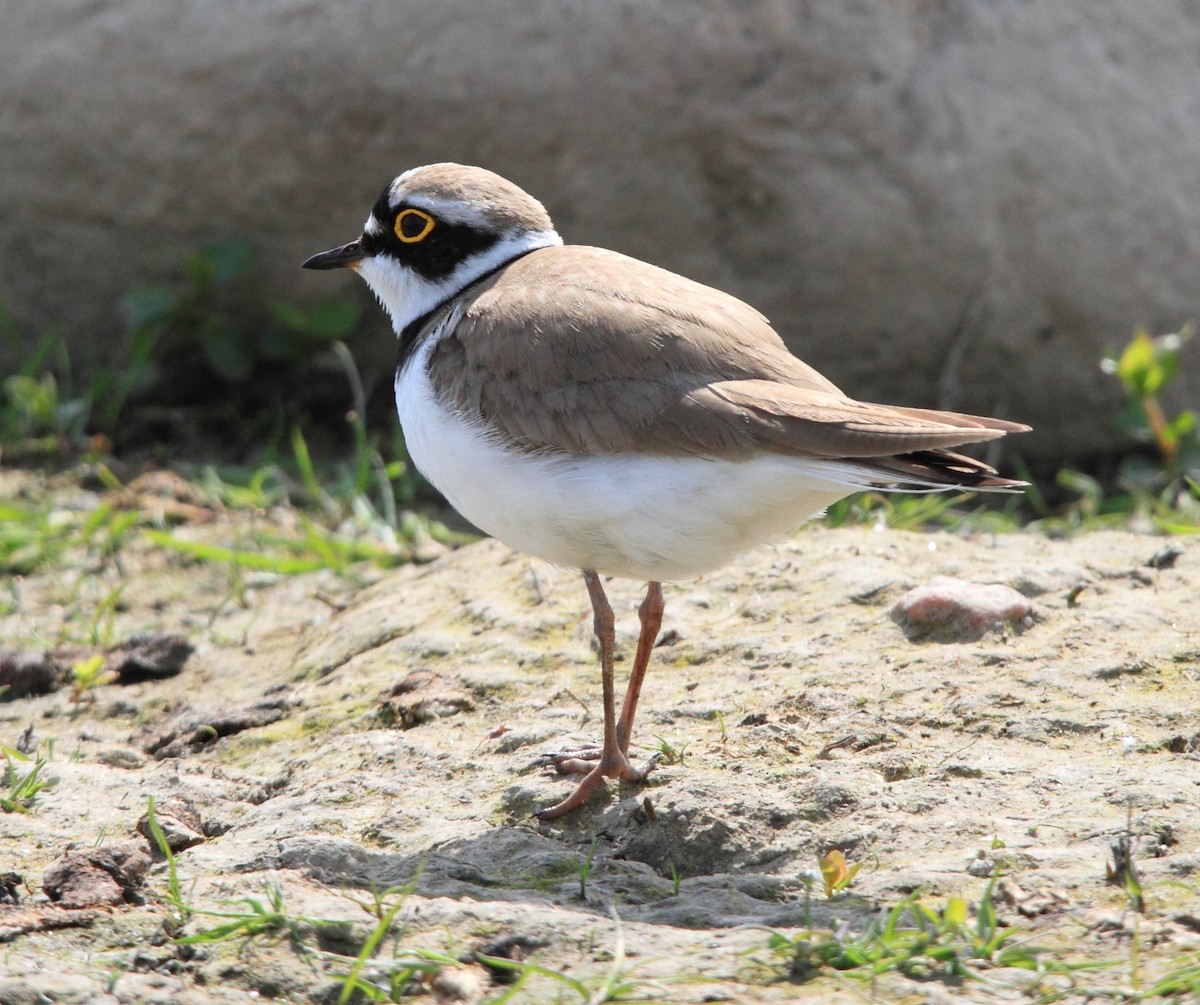 Little Ringed Plover - Harald Ansorge