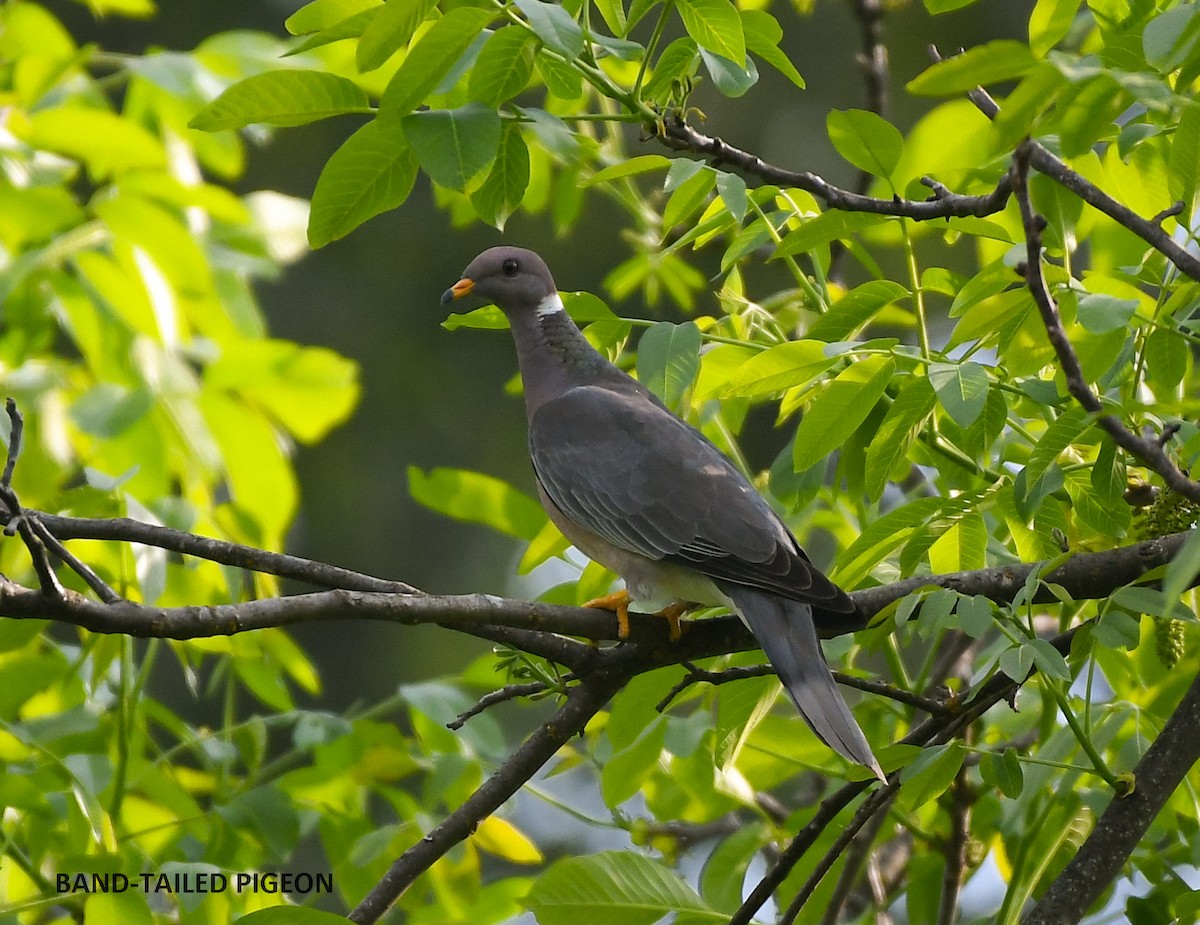 Band-tailed Pigeon - Wayne Diakow