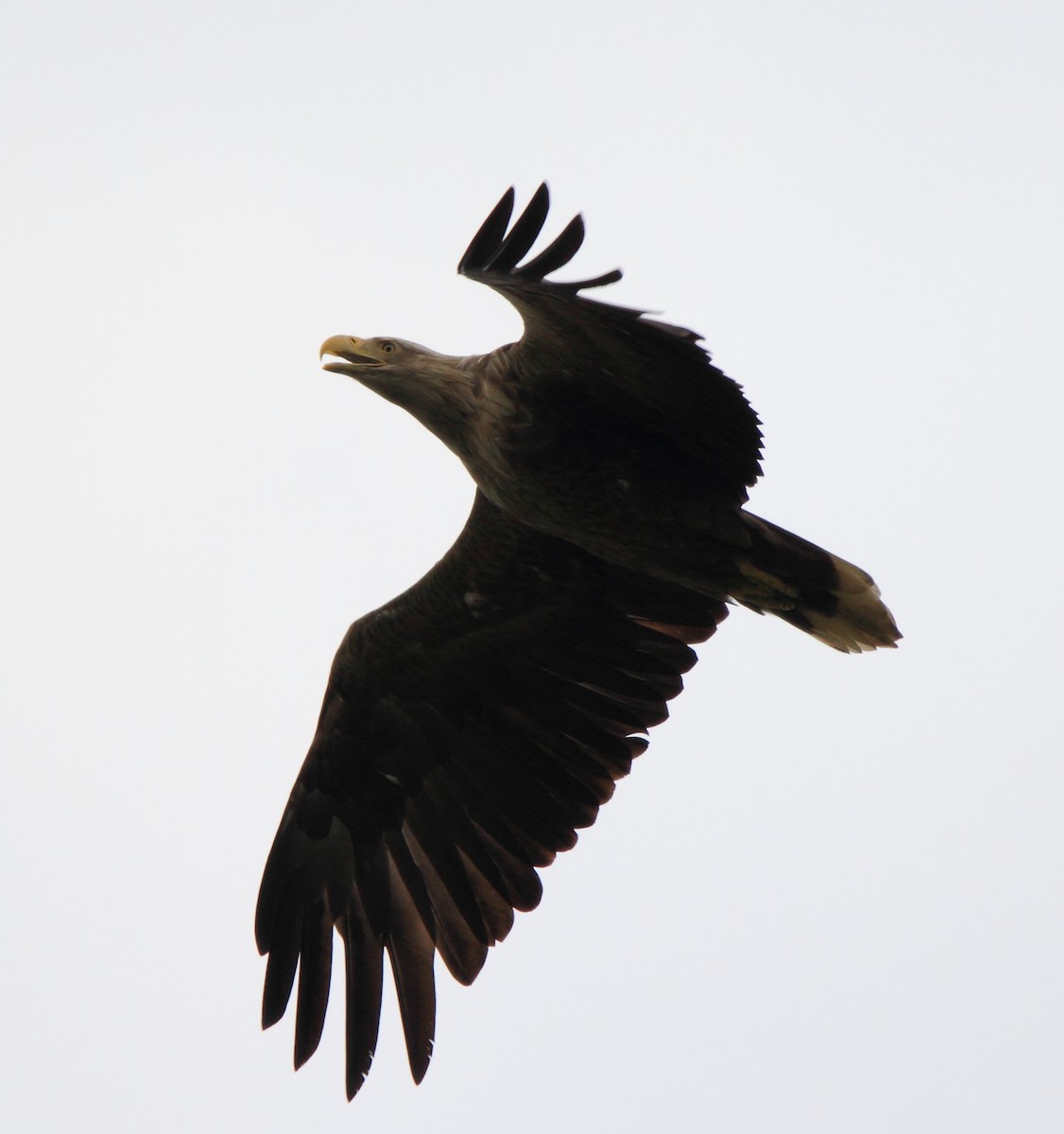 White-tailed Eagle - ML574893281