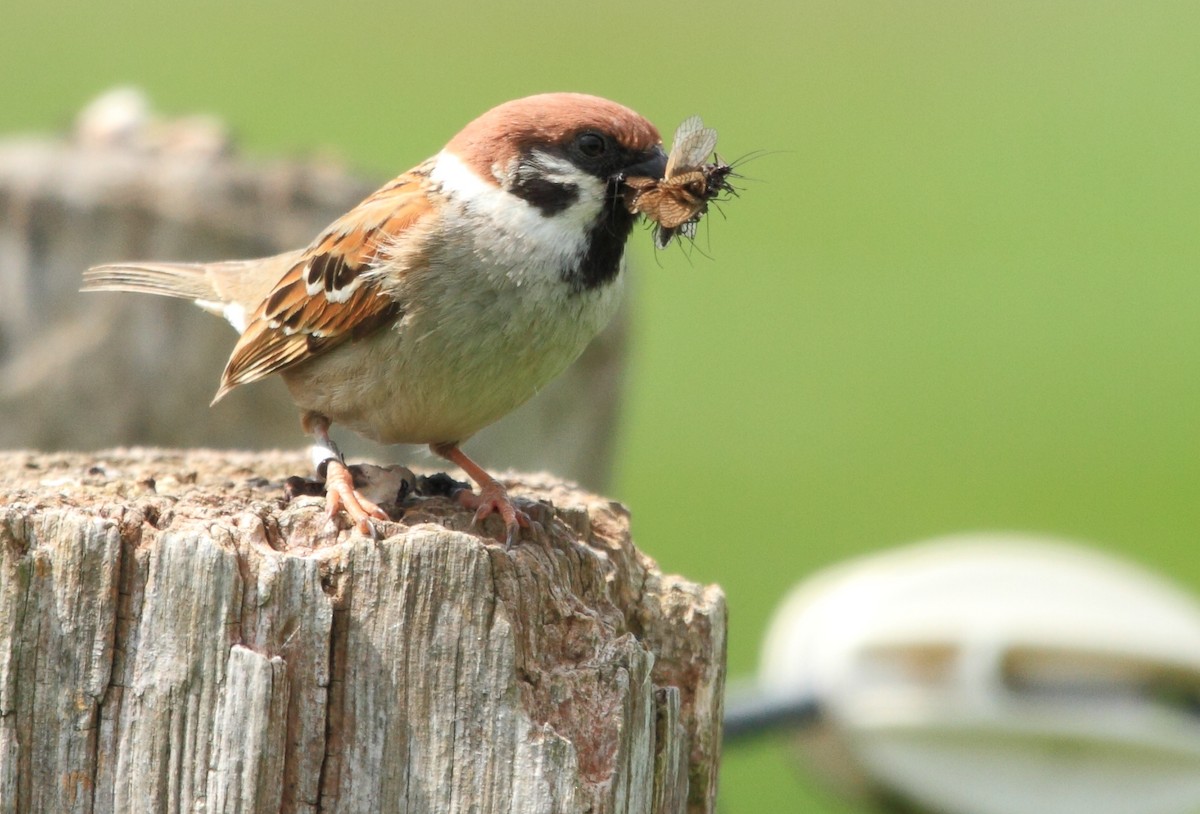 Eurasian Tree Sparrow - Harald Ansorge
