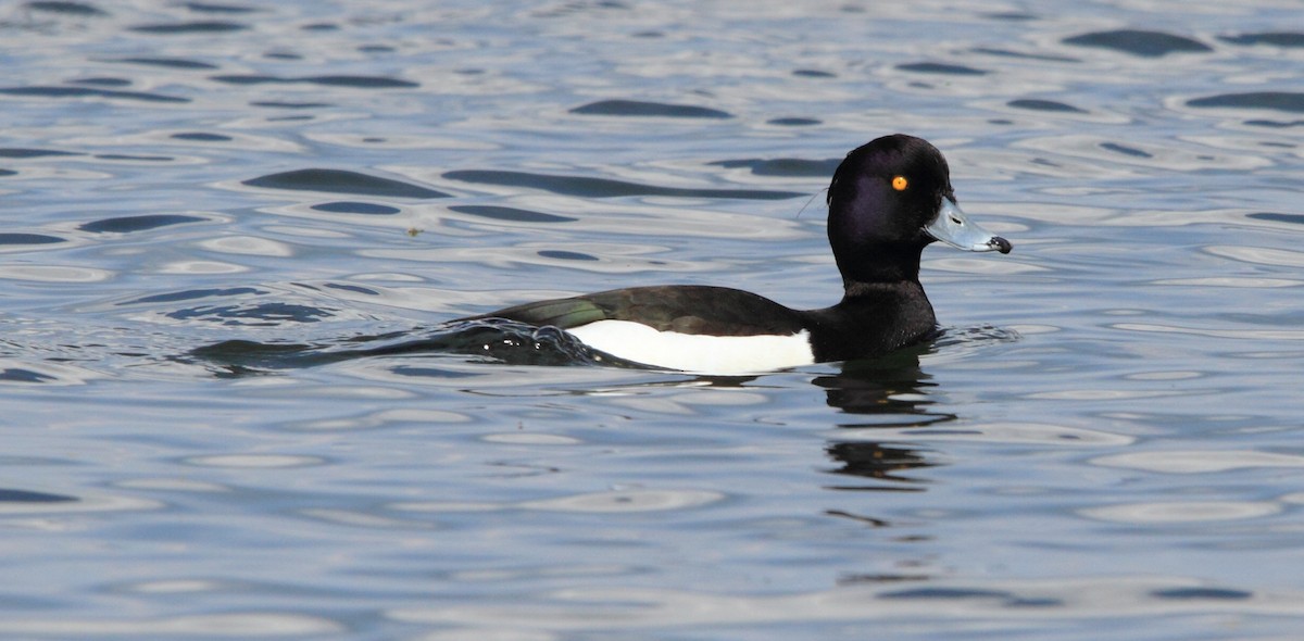 Tufted Duck - ML574895051