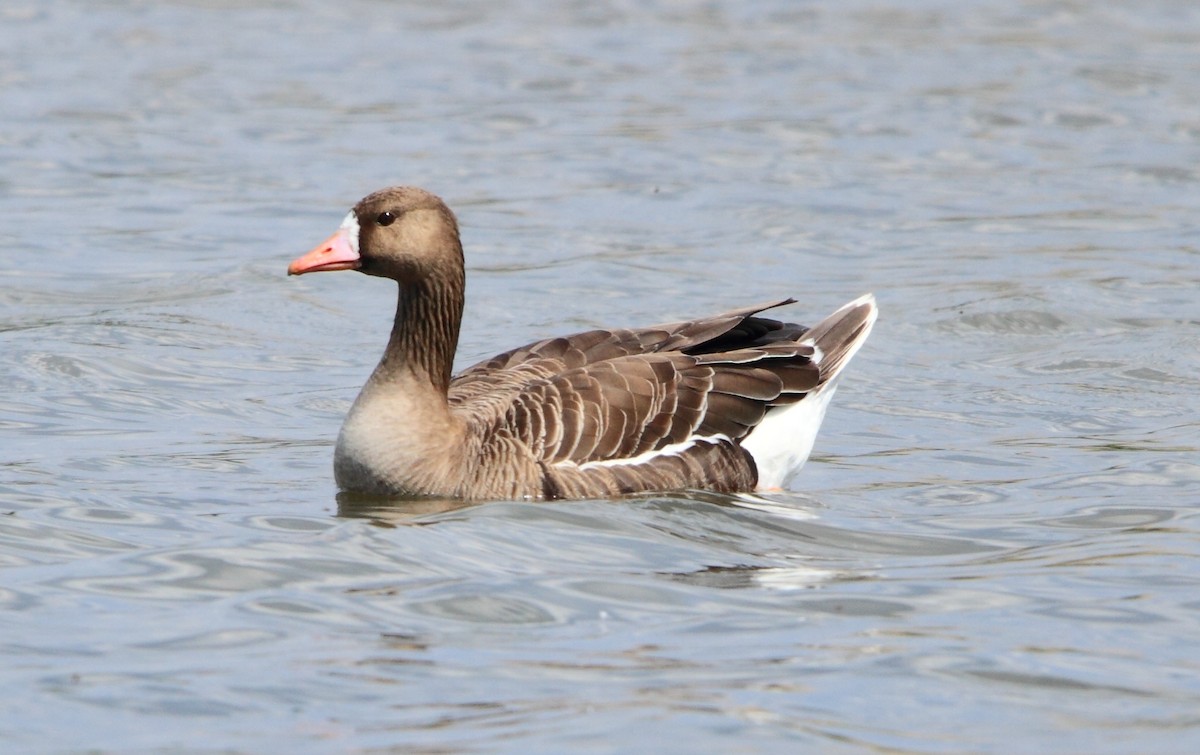Greater White-fronted Goose - ML574895751