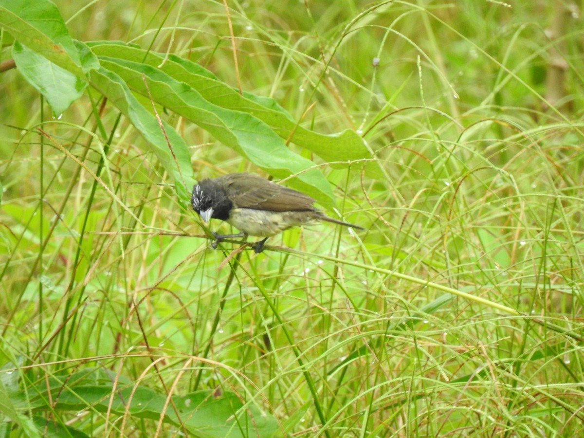Yellow-bellied Seedeater - ML574910291