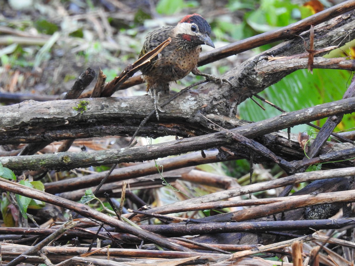 Spot-breasted Woodpecker - ML574911091