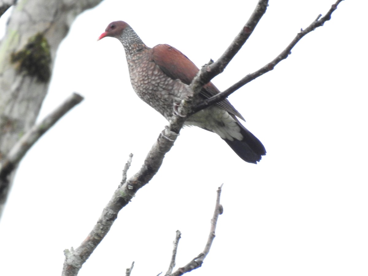 Scaled Pigeon - ML574911331