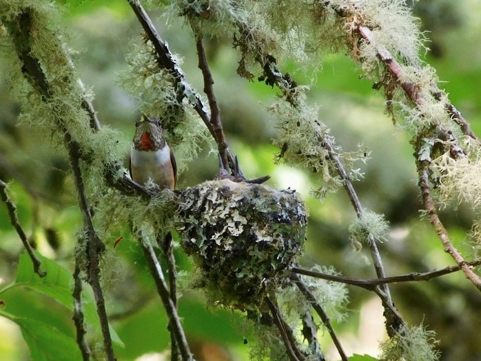 Rufous Hummingbird - ML574913671