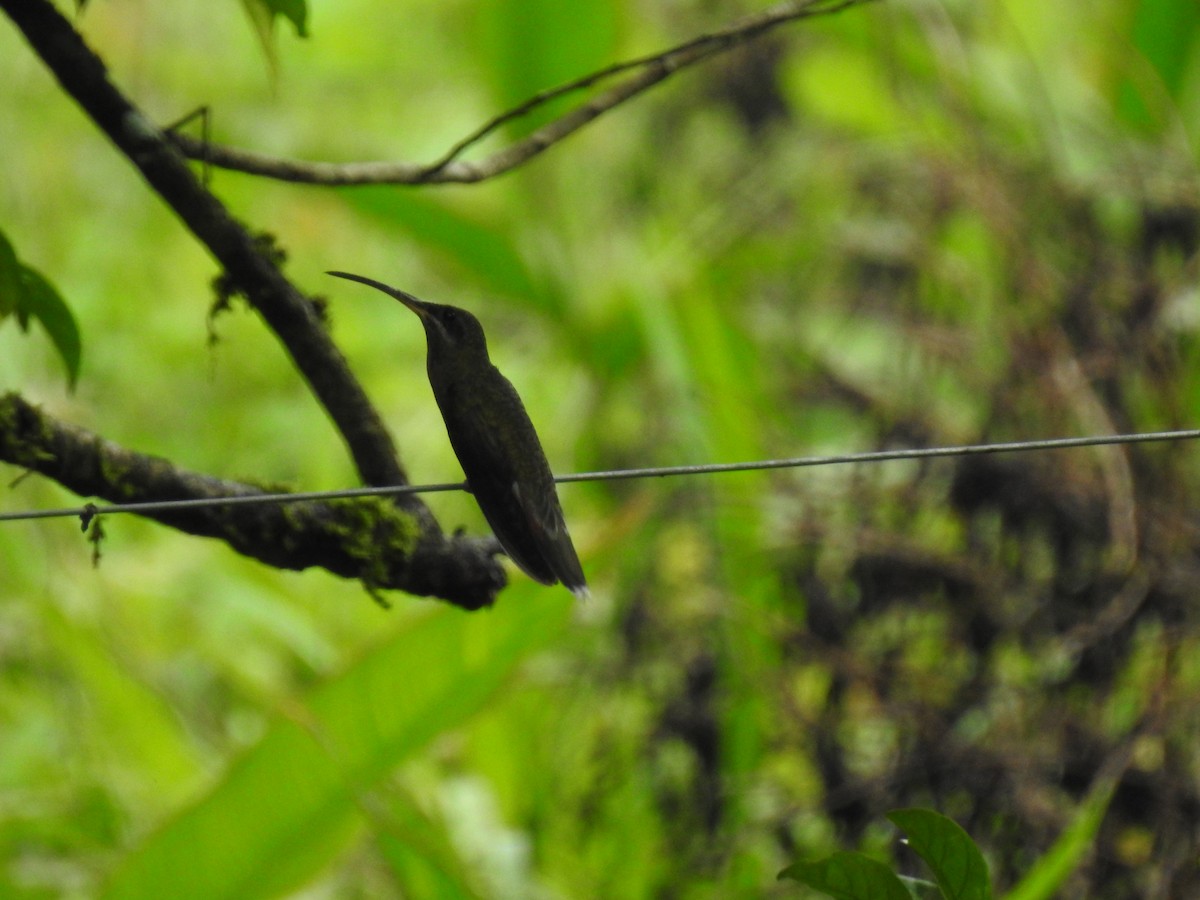Краснохвостый колибри-отшельник - ML574914361