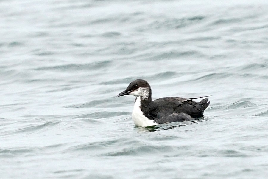 Thick-billed Murre - ML574916371