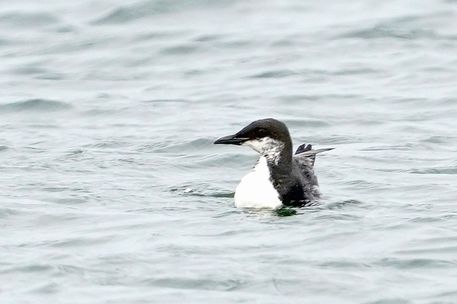 Thick-billed Murre - ML574916381