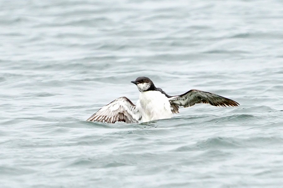 Thick-billed Murre - ML574916391