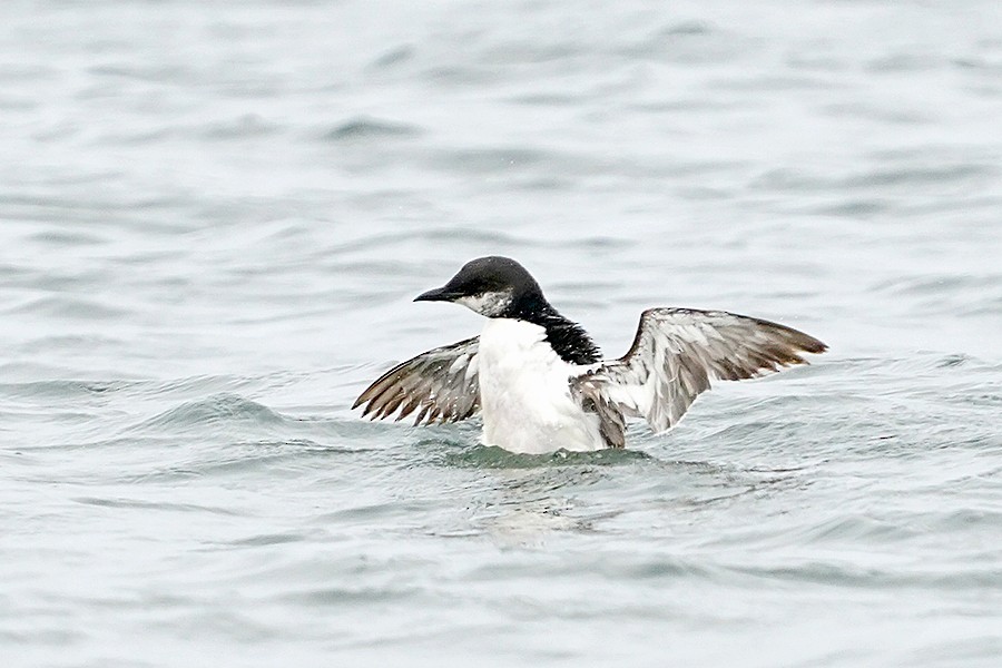 Thick-billed Murre - ML574916401