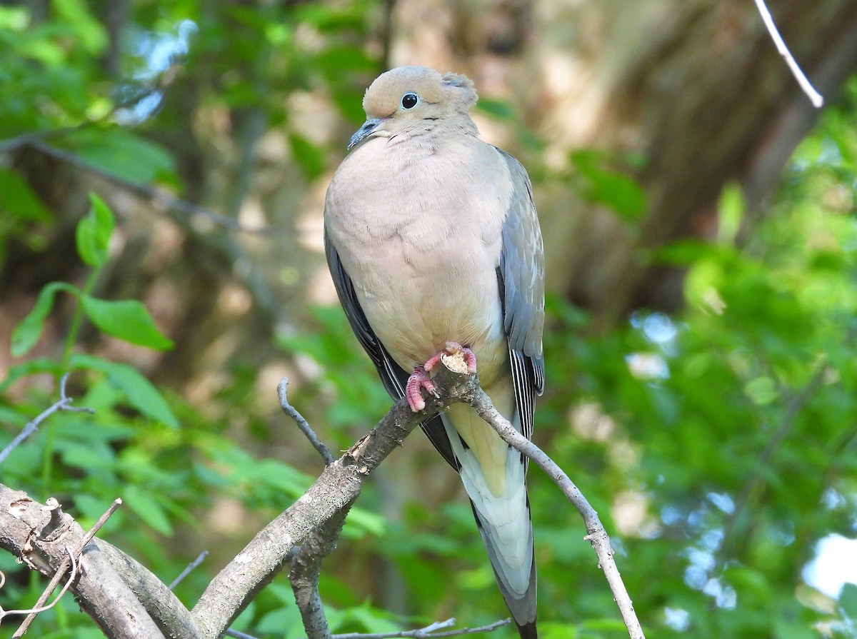 eBird Checklist - 20 May 2023 - Arden Hills Army Training Site ...