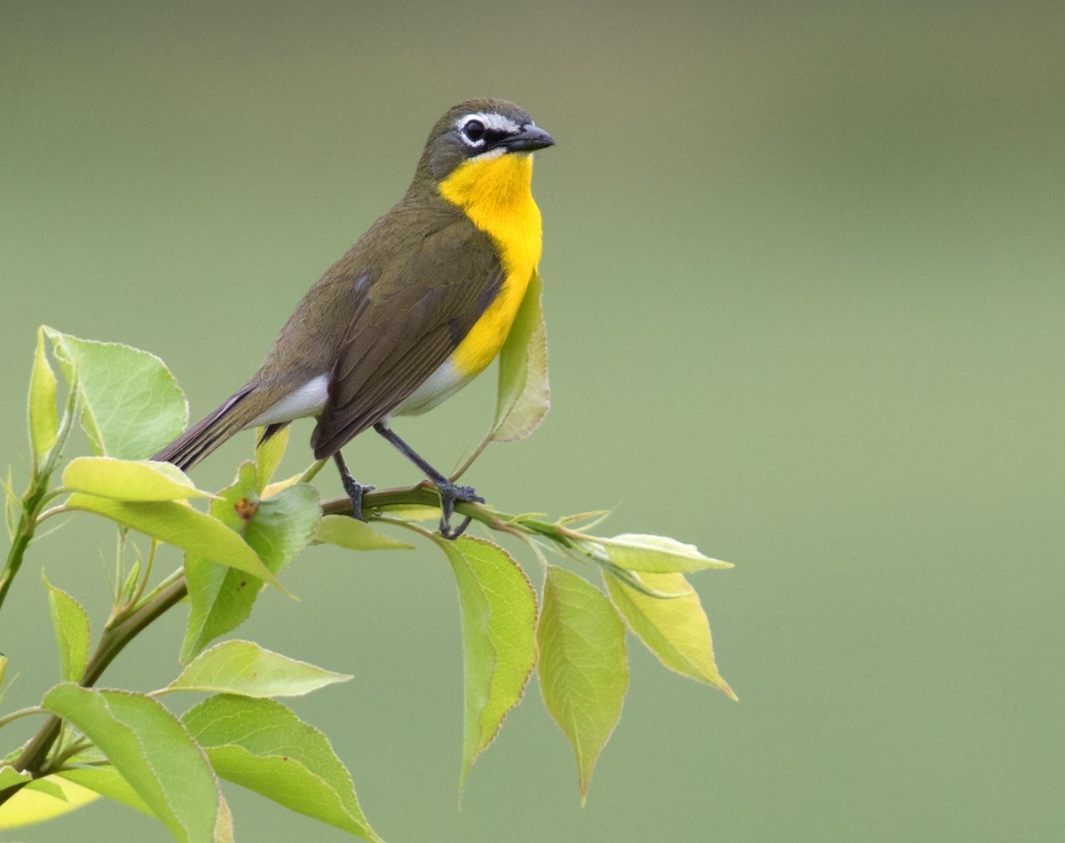 MarylandDC Breeding Bird Atlas Checklist 20 May 2023 Perryman Park