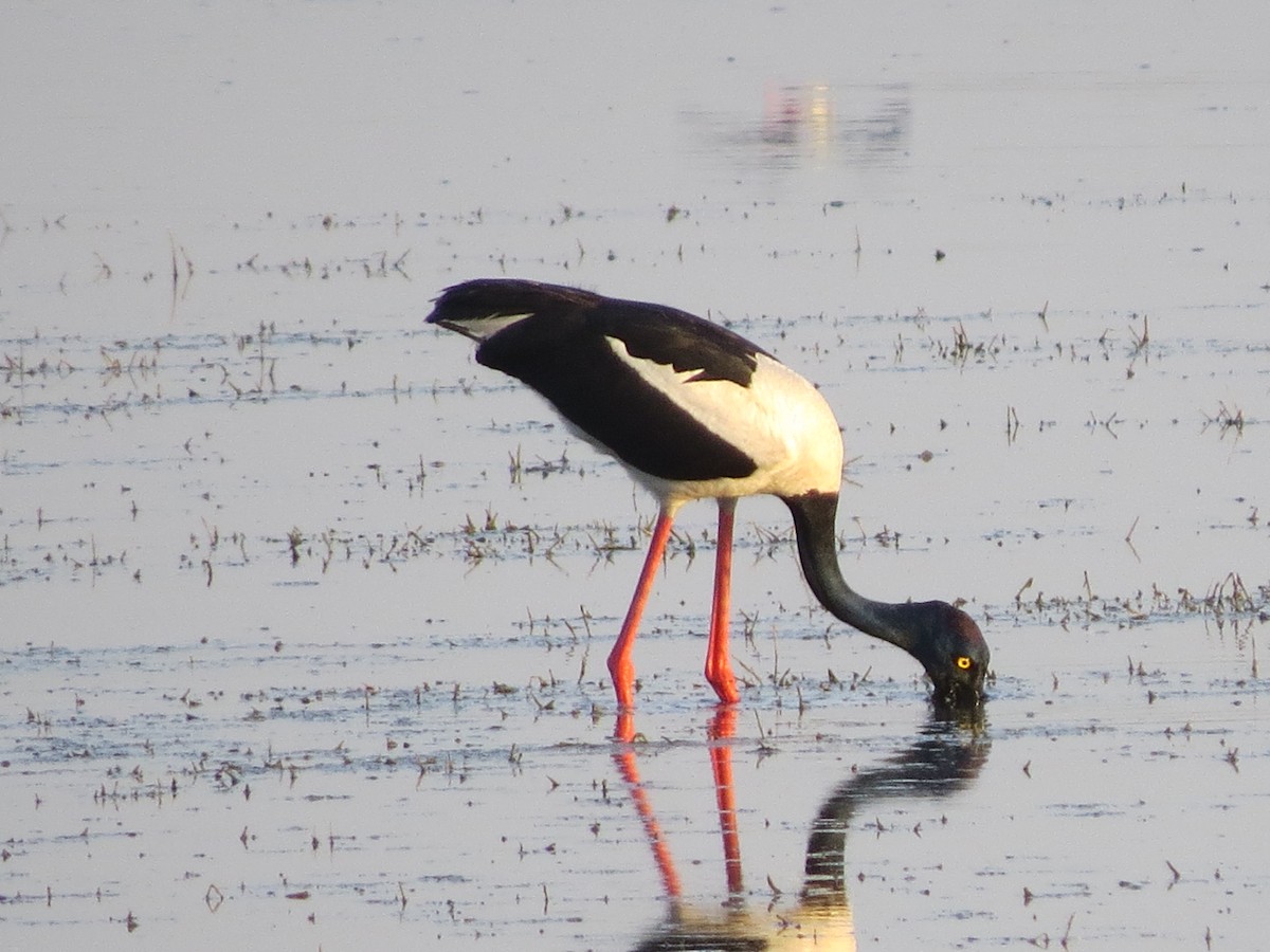 Black-necked Stork - ML57492141