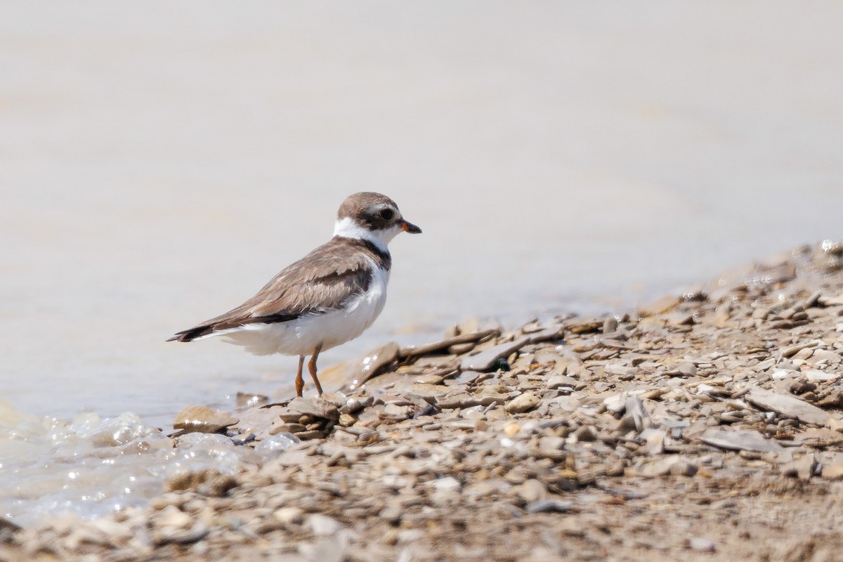 Semipalmated Plover - ML574923011