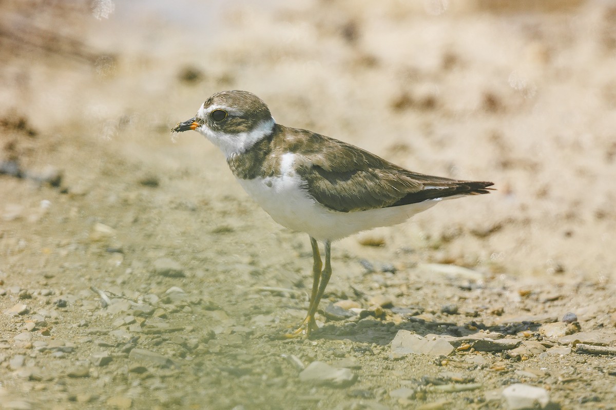 Semipalmated Plover - ML574923031