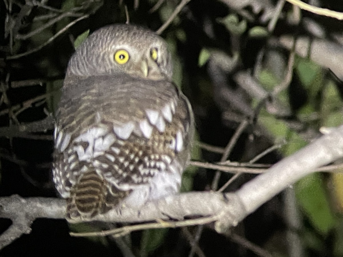 African Barred Owlet - ML574923831