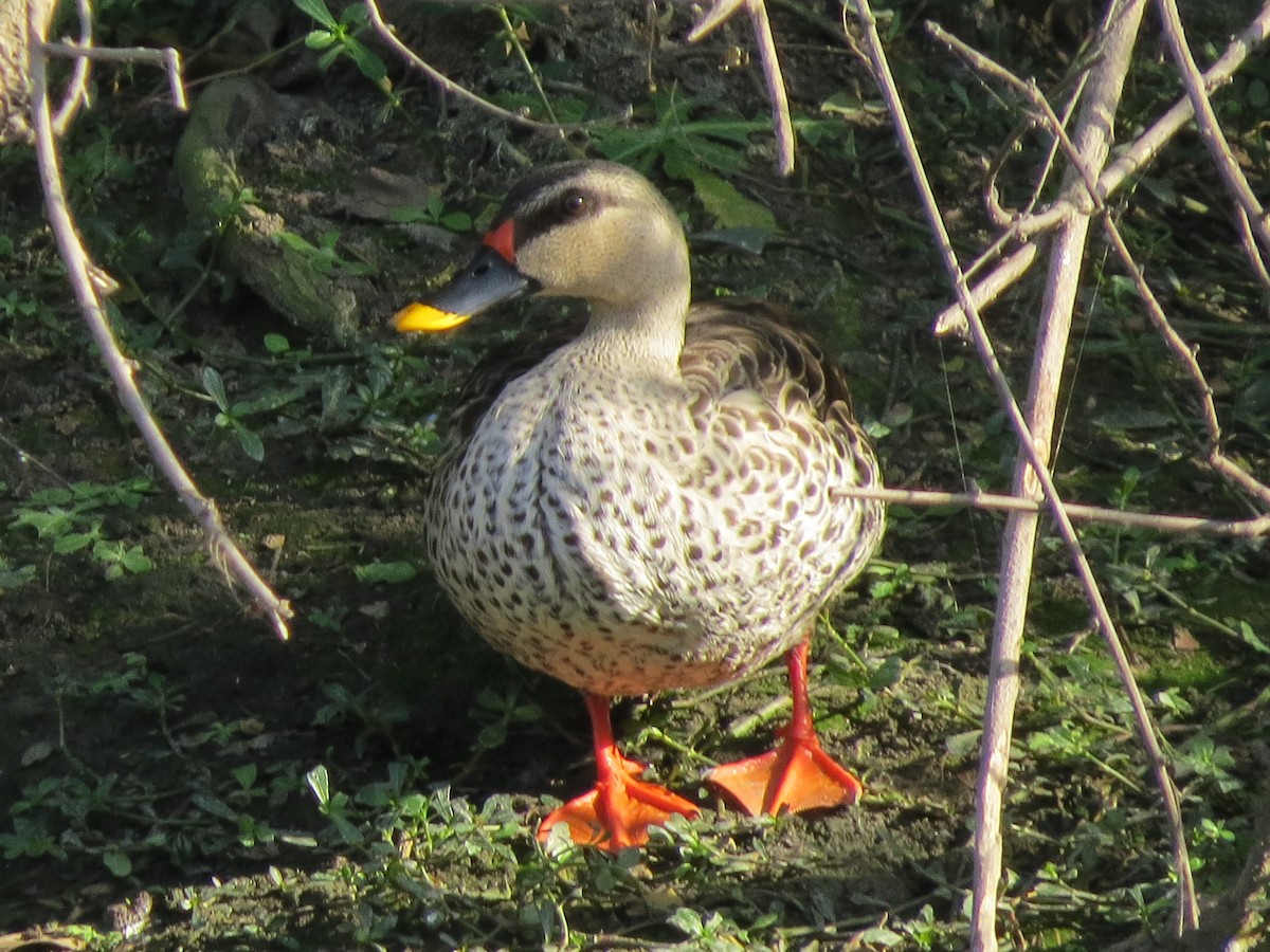 Indian Spot-billed Duck - ML57492681