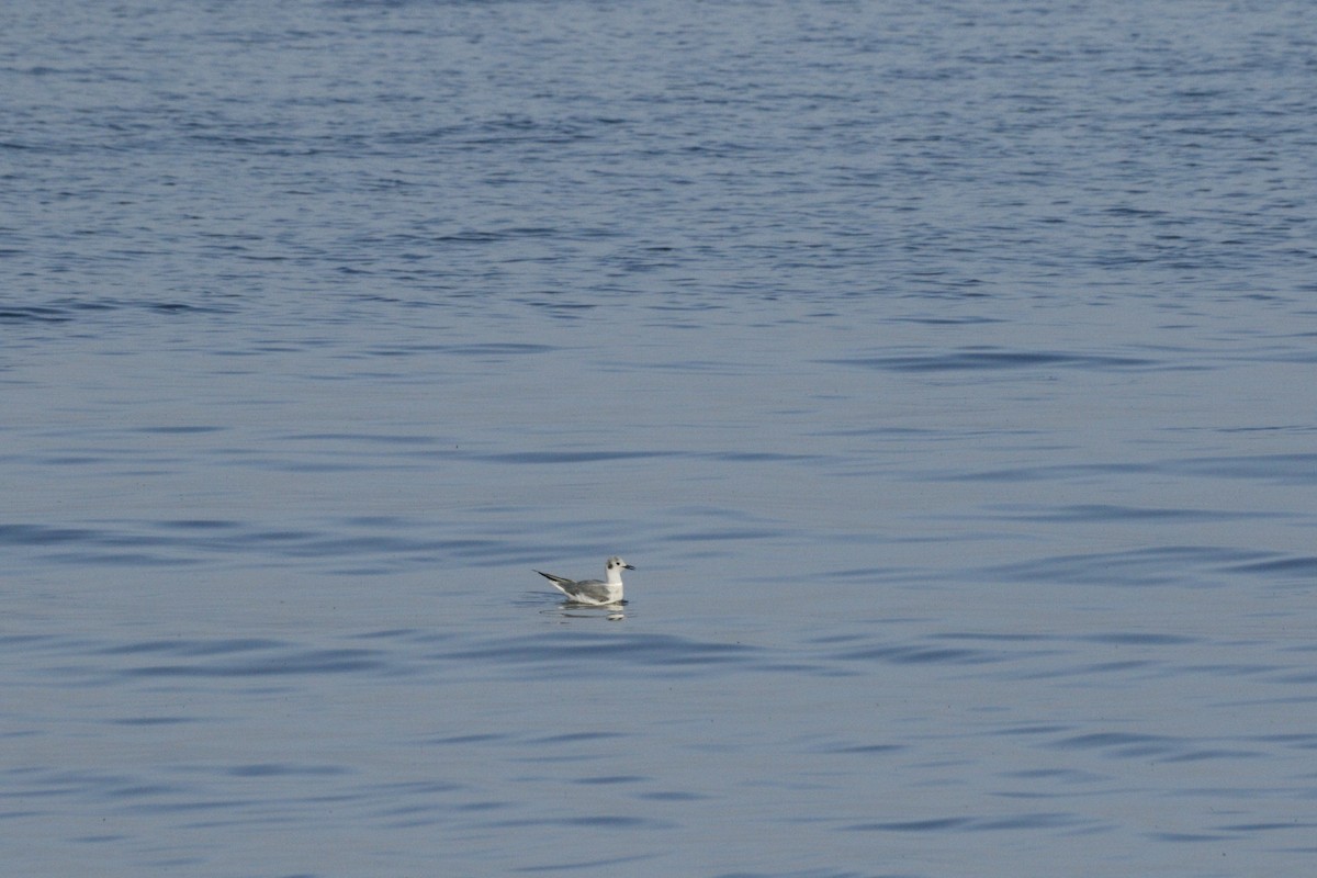 Bonaparte's Gull - ML574927371