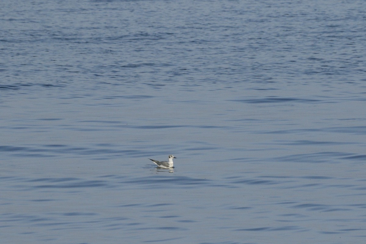 Bonaparte's Gull - Fen Gv