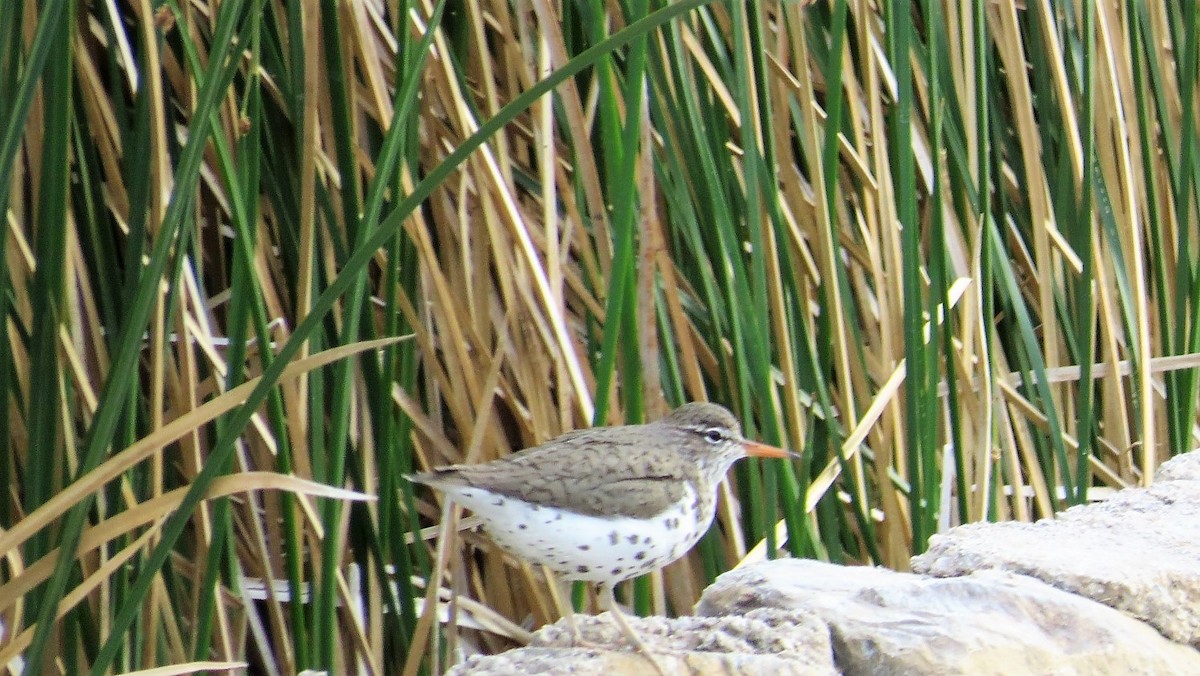 Spotted Sandpiper - Emilie Strauss