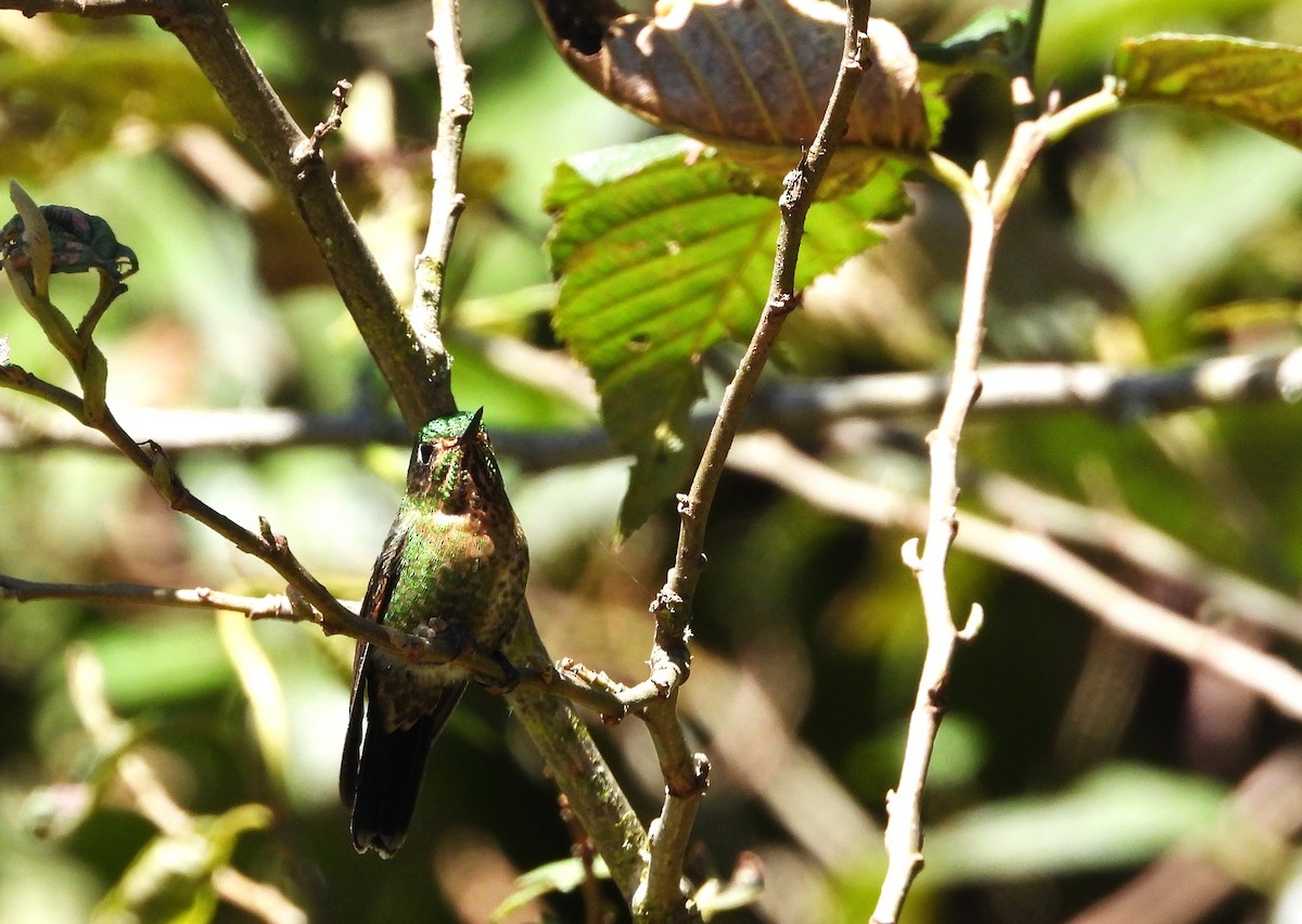 kolibřík dřišťálový - ML574929511