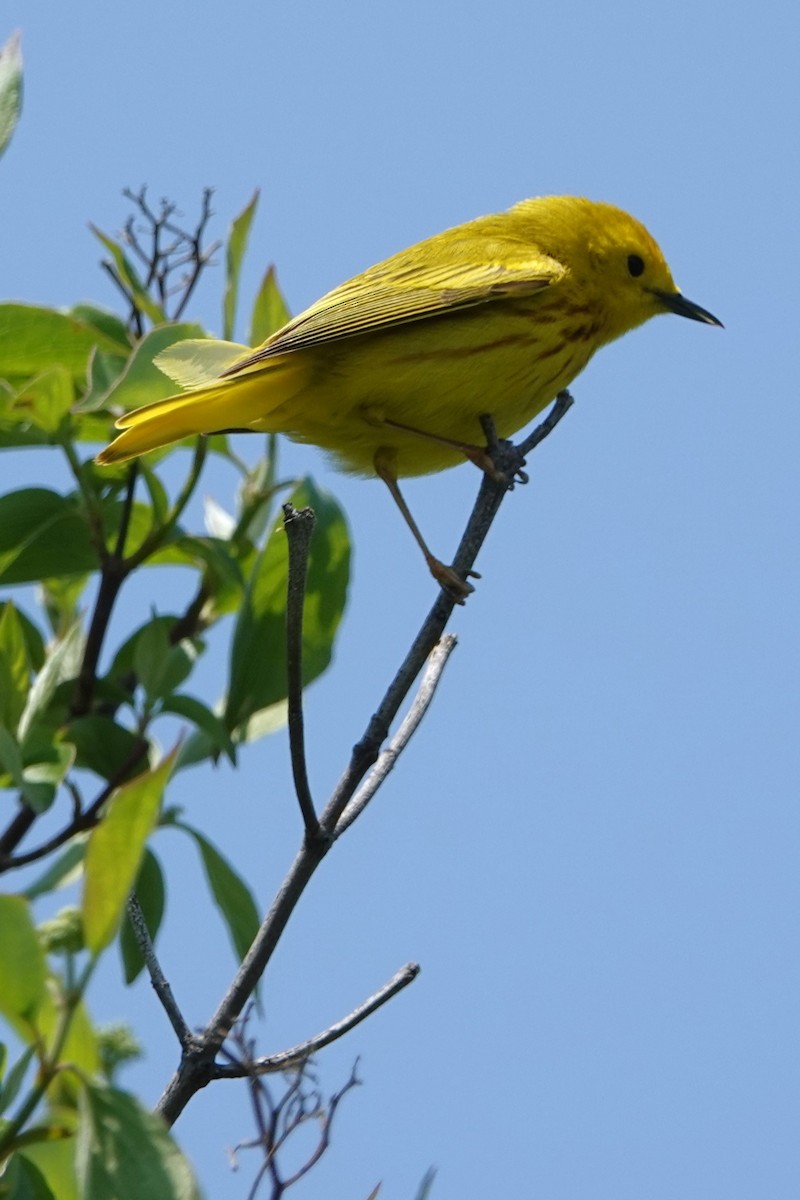 Yellow Warbler - ML574930761