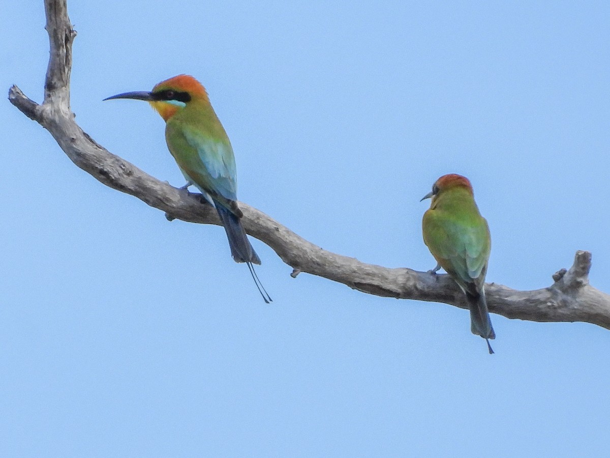 Rainbow Bee-eater - ML574932501