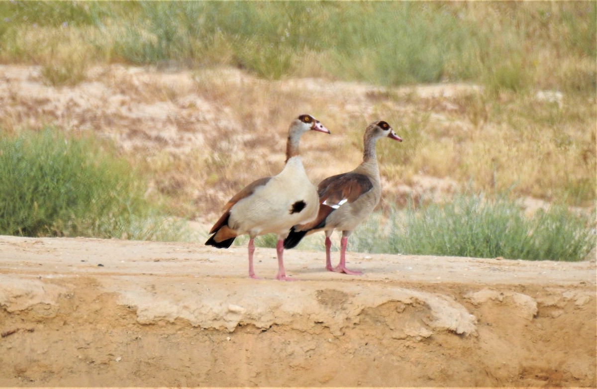 Egyptian Goose - Tuvia Kahn