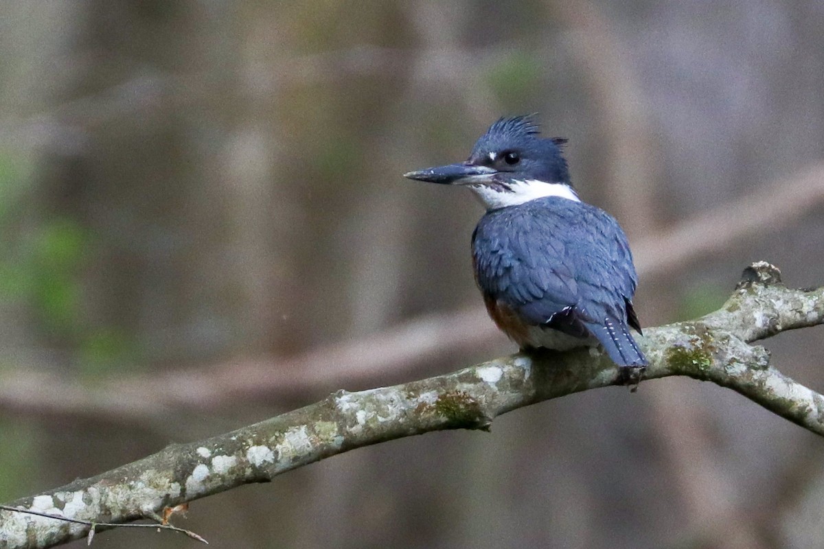 Belted Kingfisher - ML574944191