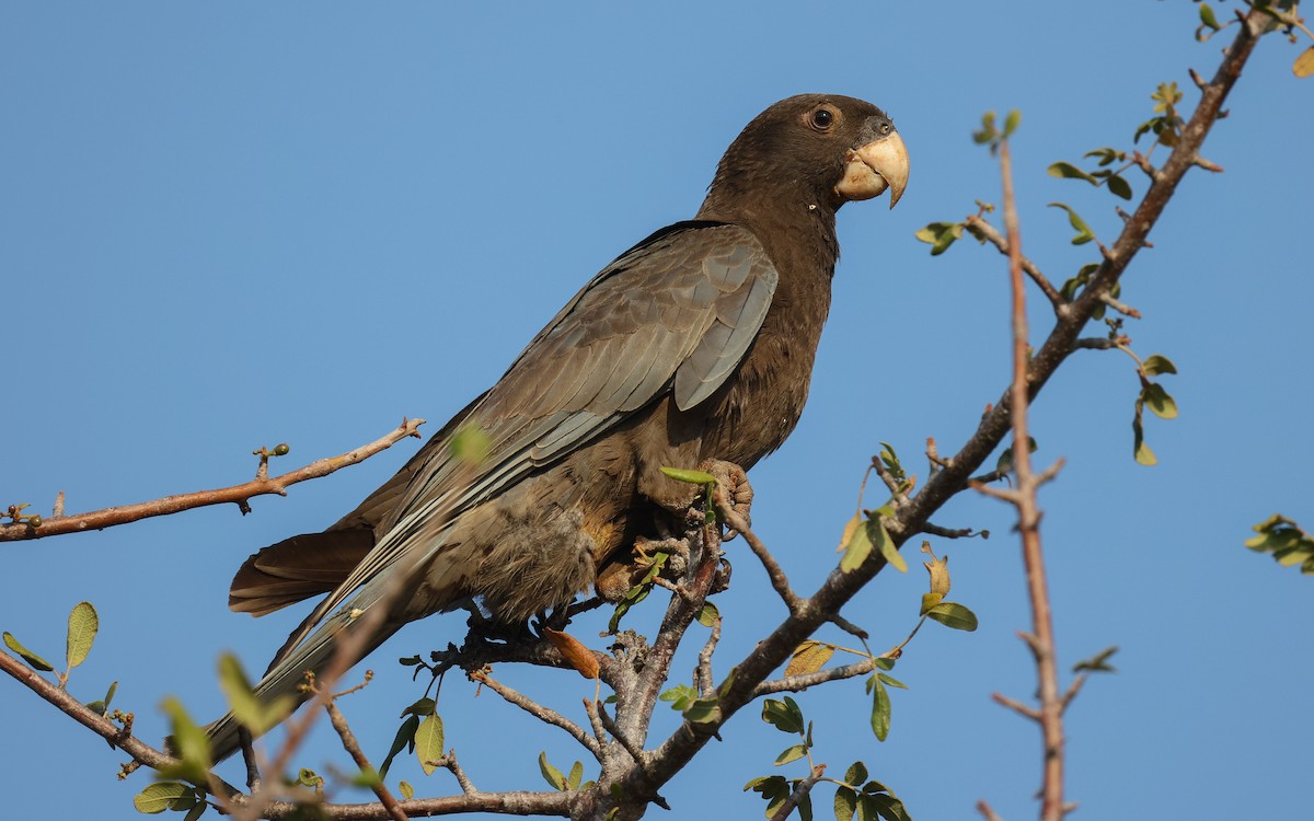 Greater Vasa Parrot - Dominic Rollinson - Birding Ecotours