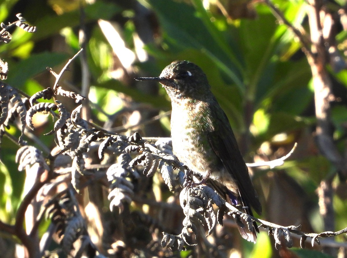 kolibřík dřišťálový - ML574946111