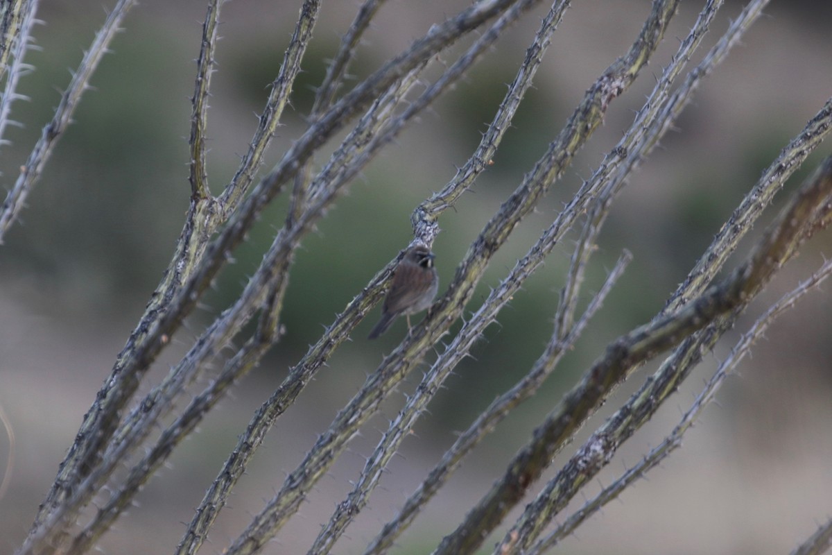Five-striped Sparrow - Laurens Halsey
