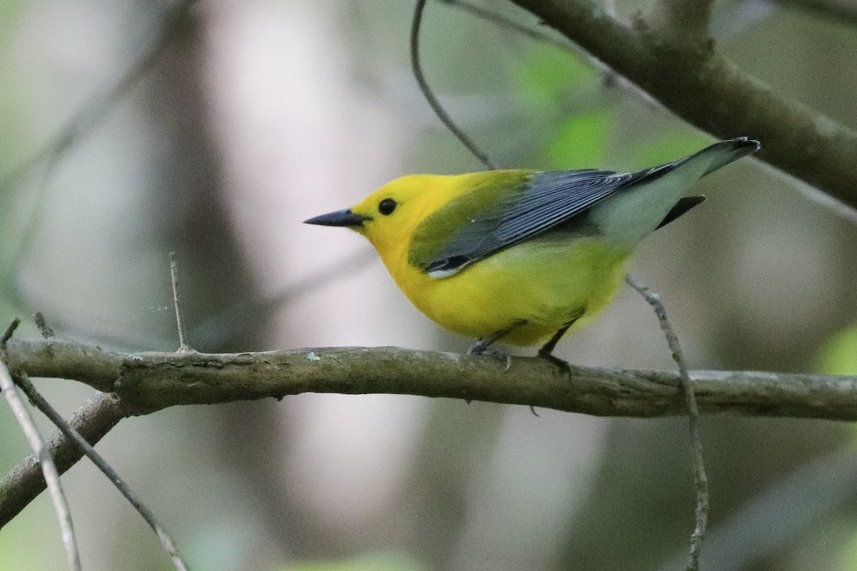 Prothonotary Warbler - ML574948781