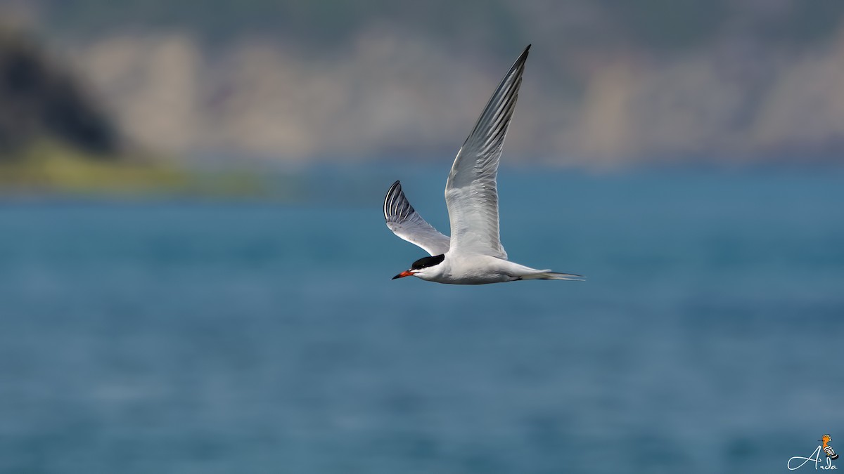 Common Tern - ML57494921