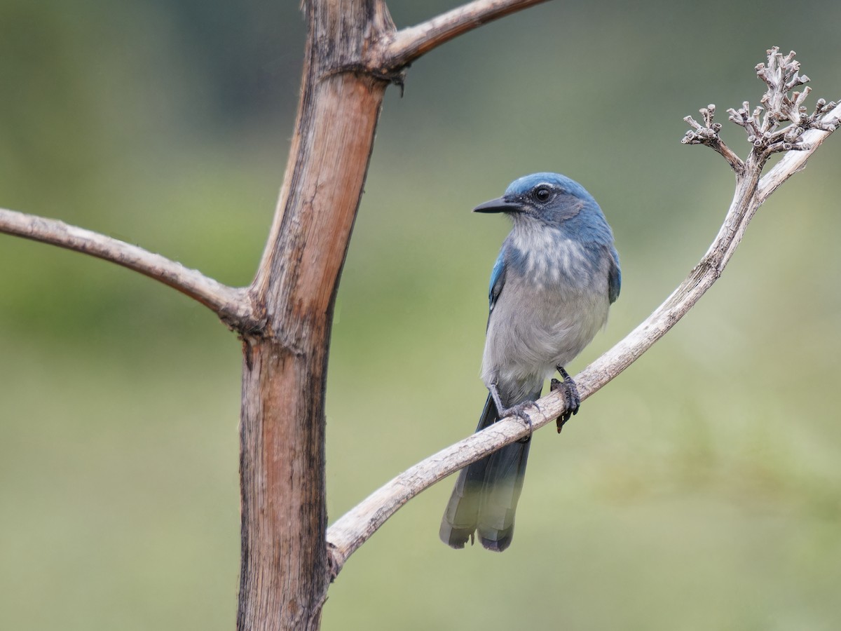 Woodhouse's Scrub-Jay - Terry Miller 🦅