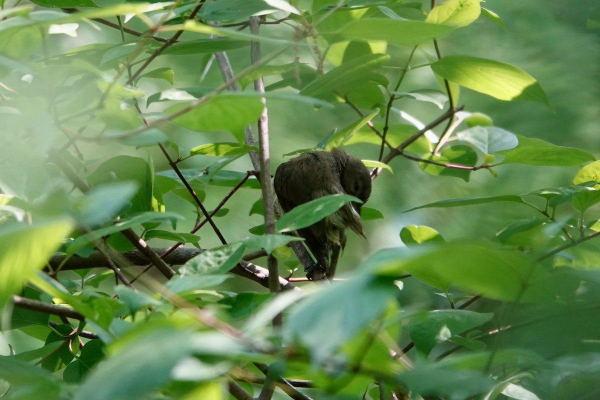 ebird-checklist-19-may-2023-central-park-north-end-n-of-97th-st