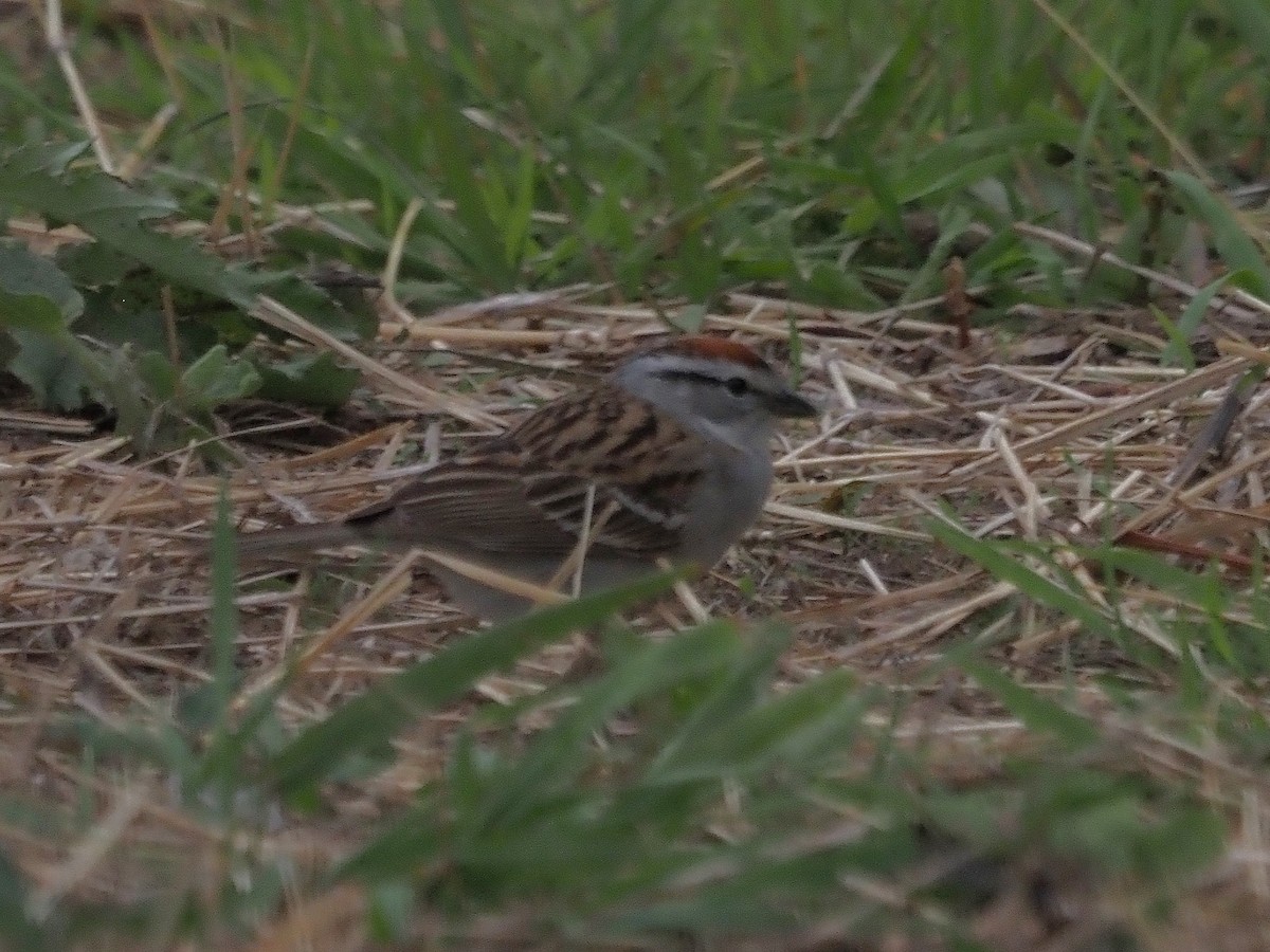 Chipping Sparrow - ML574950601