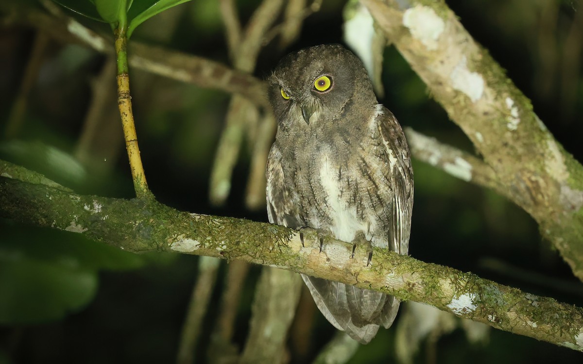 Madagascar Scops-Owl (Rainforest) - ML574951701
