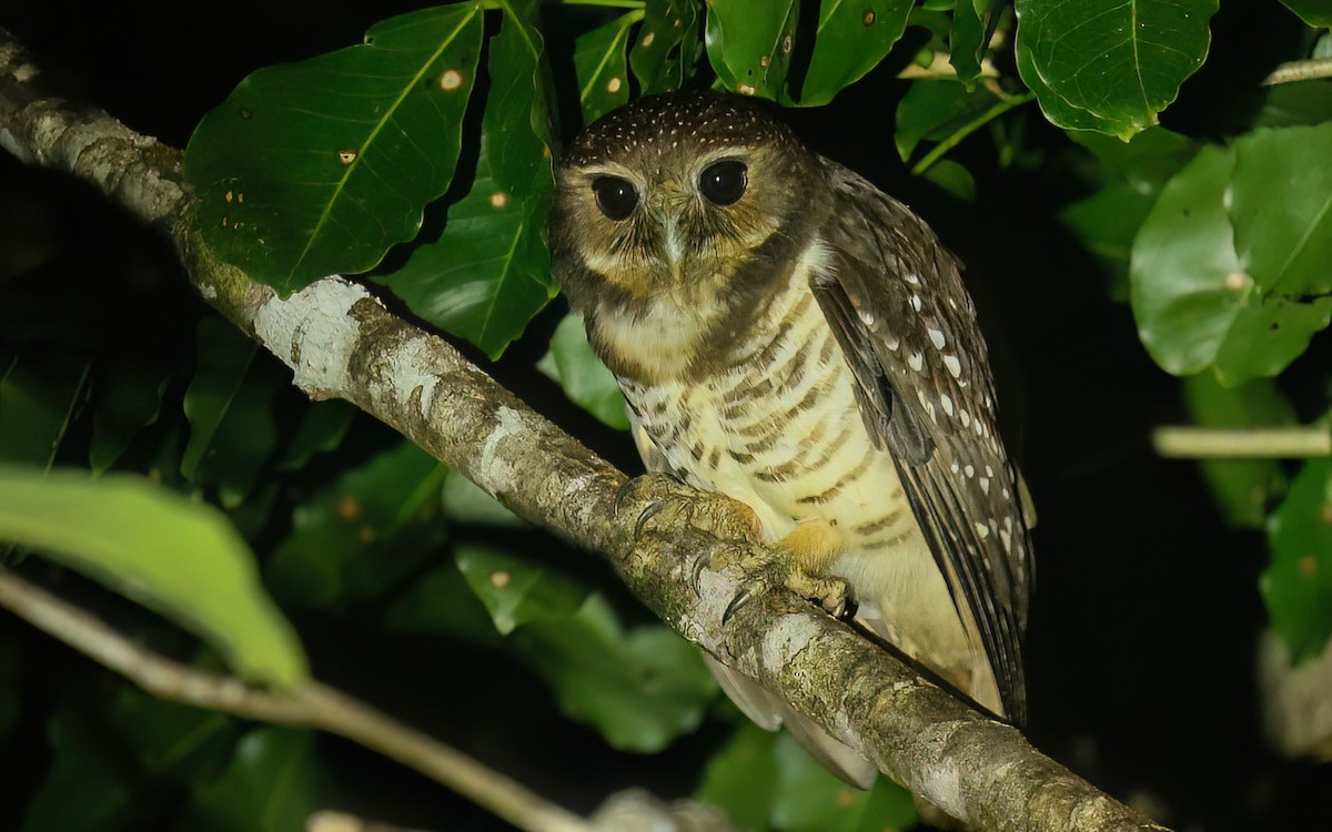White-browed Owl - Dominic Rollinson - Birding Ecotours