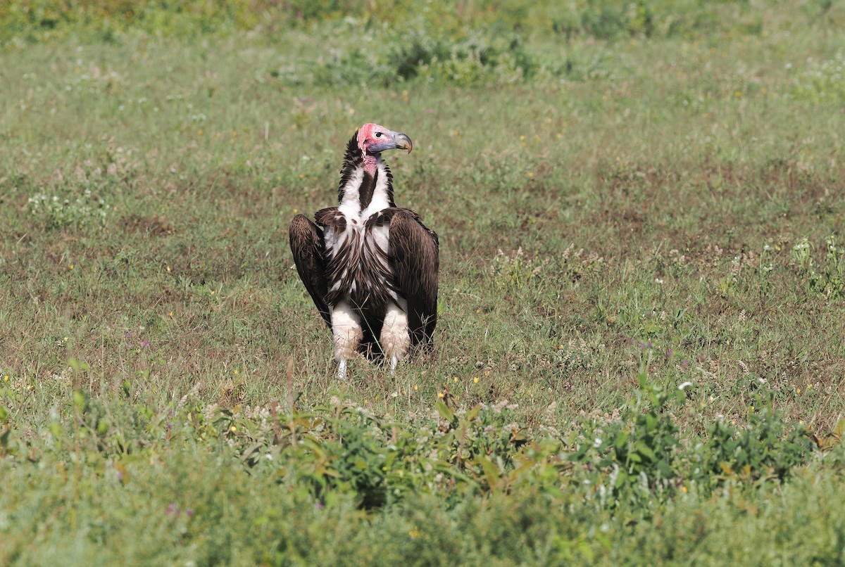 Lappet-faced Vulture - ML574953881