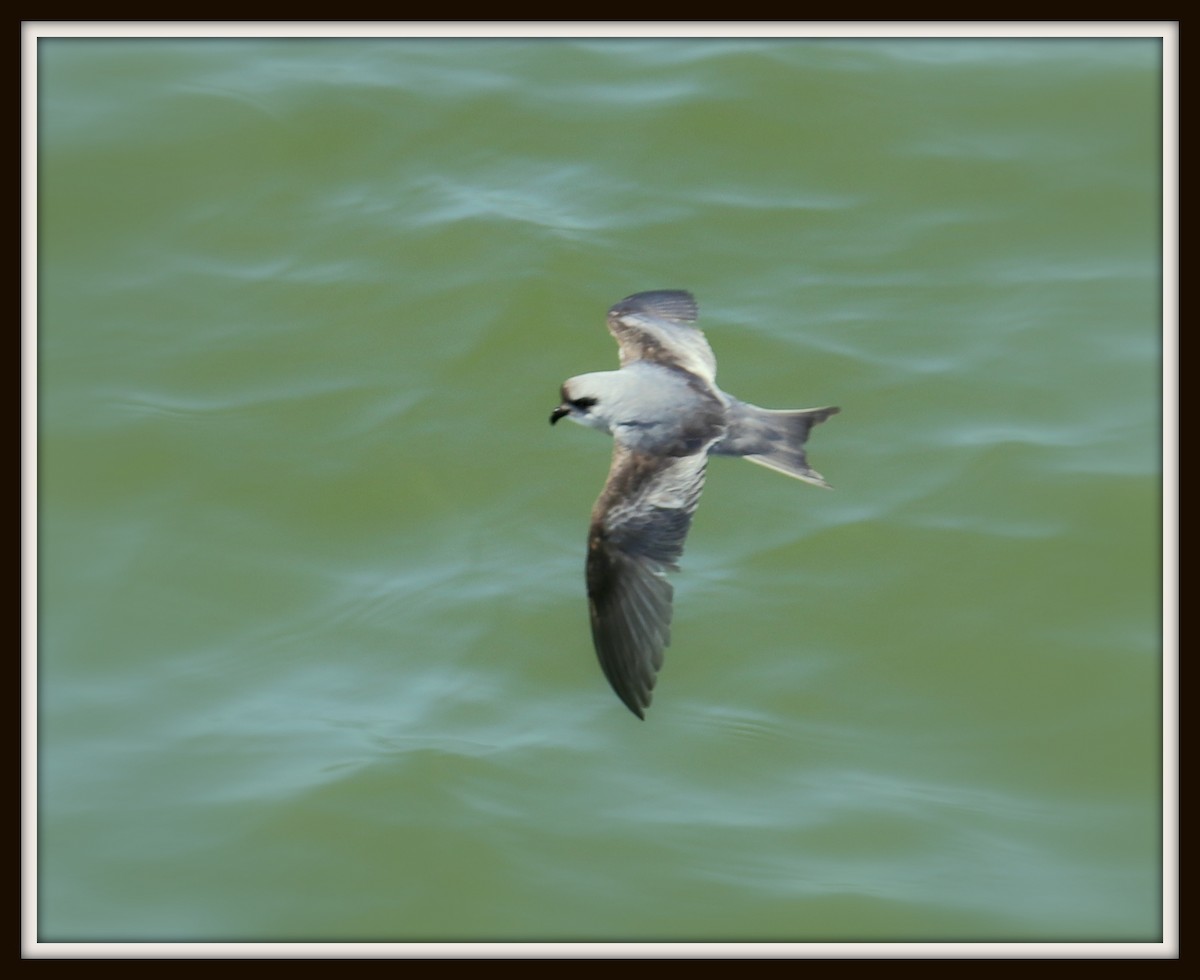 Fork-tailed Storm-Petrel - ML57495621