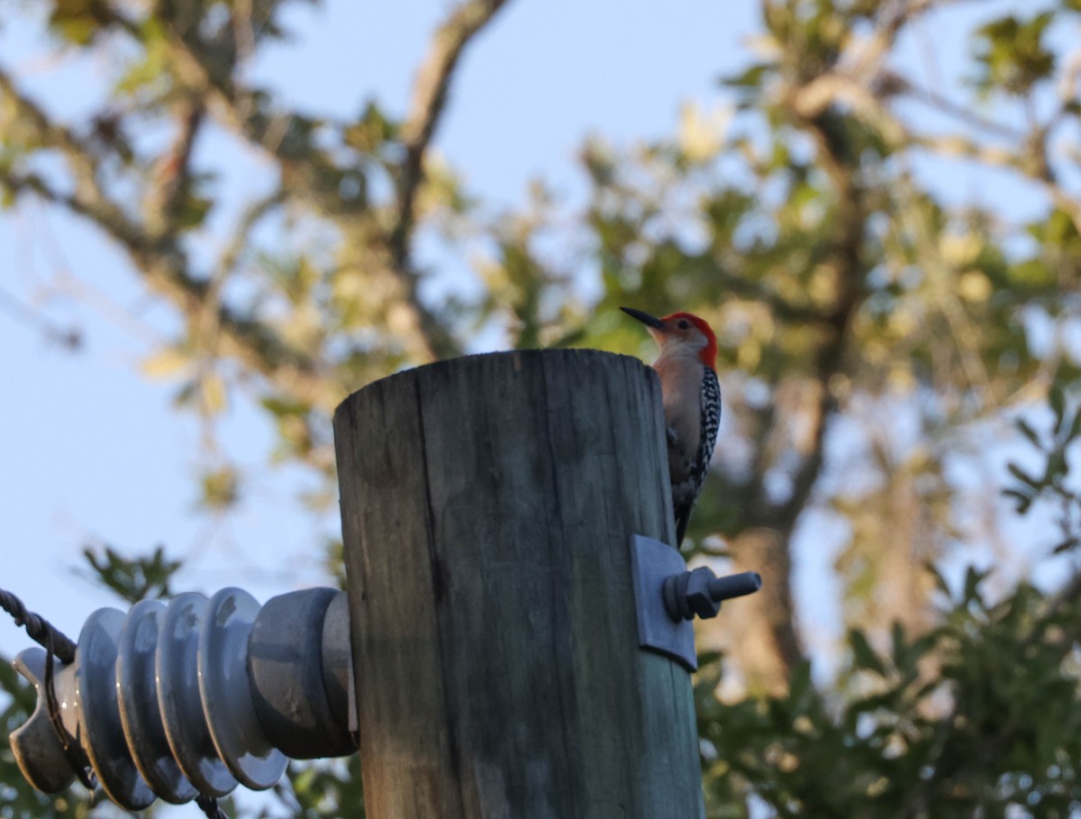 Red-bellied Woodpecker - ML574956761
