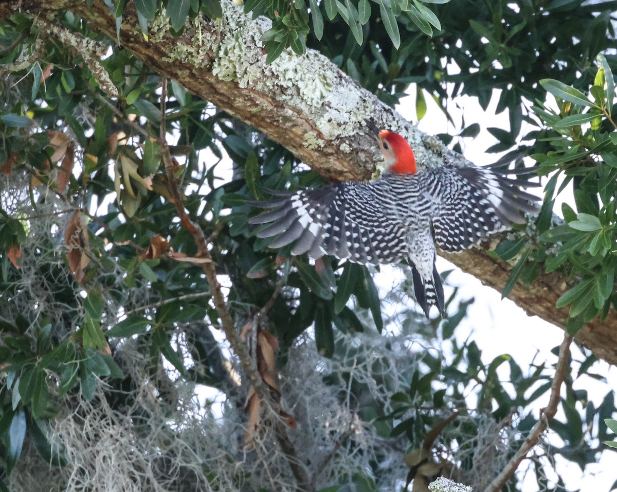 Red-bellied Woodpecker - ML574958081