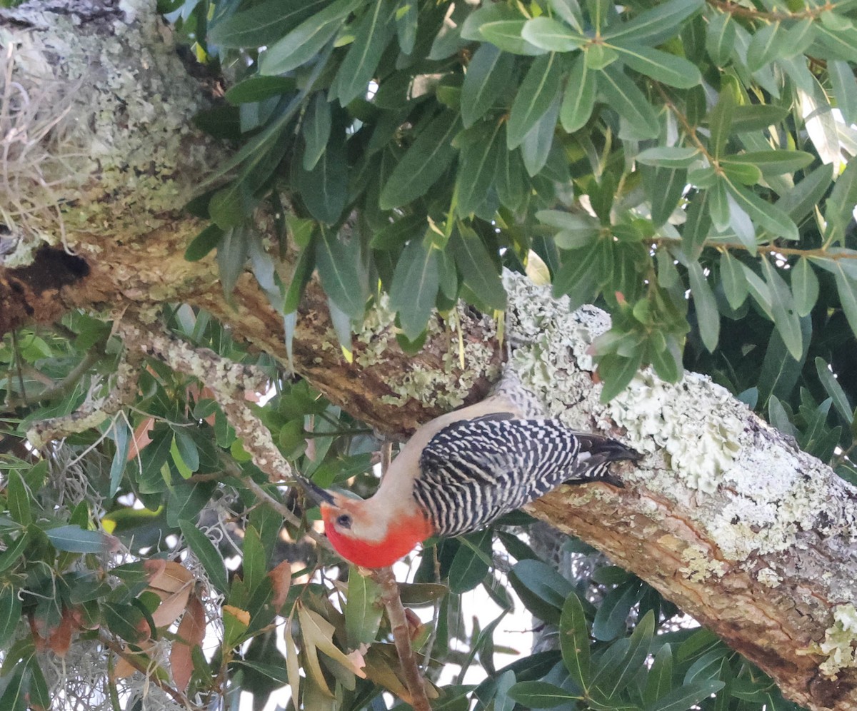 Red-bellied Woodpecker - ML574958091