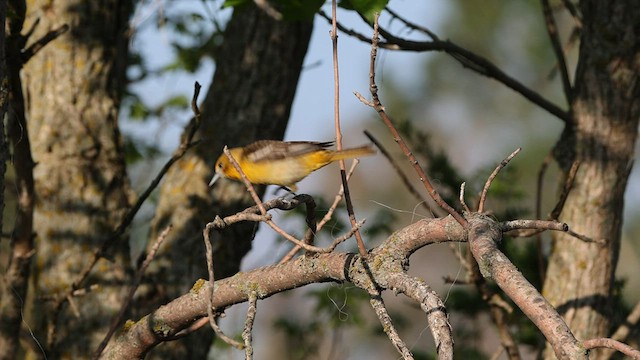 Orchard Oriole - ML574959501