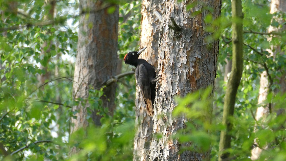 Black Woodpecker - ML574962591
